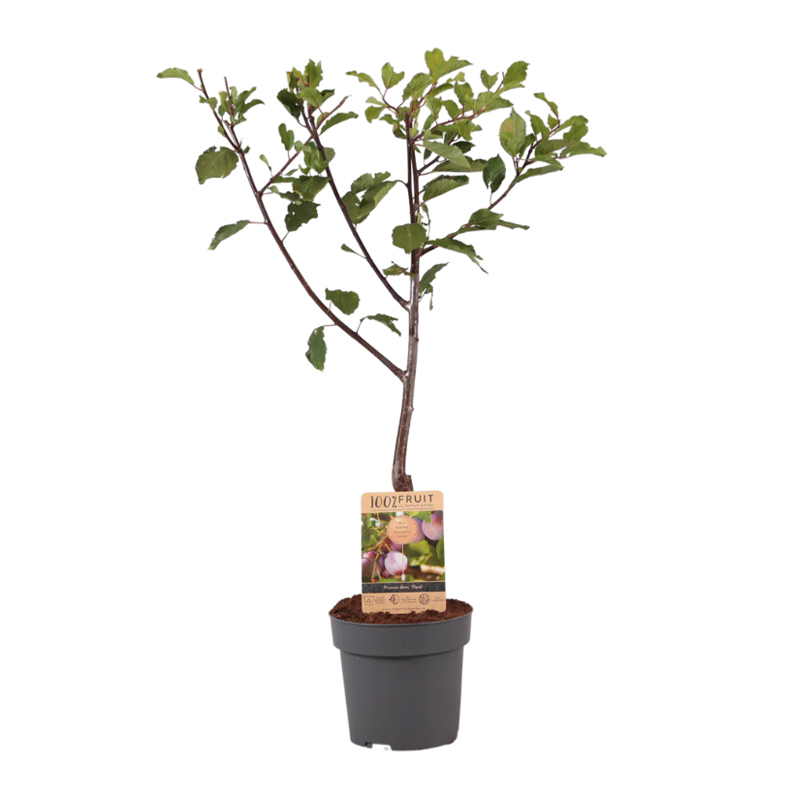 Fruitboom 95 cm - Afbeelding 8